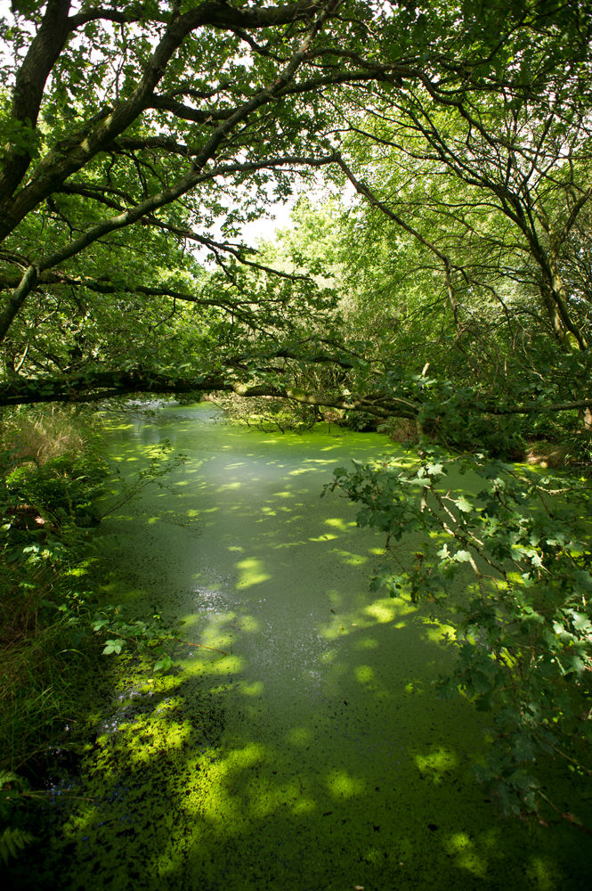 De Deelen, Friesland Foto door Jorinde Reijnierse (www.jorindephotography.nl)